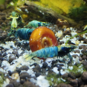 Publication de Olivier1977