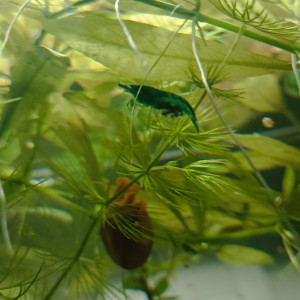 Publication de littleoph