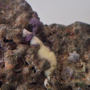 Publication de Evaelorac