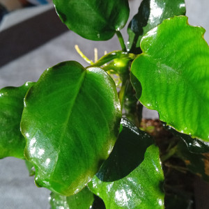 Vends anubias (sans la roche)