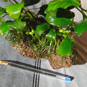 Vends anubias sans la roche