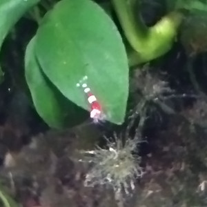 Publication de Olivier1977