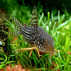Corydoras Sterbai