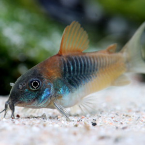 Corydoras venezuela