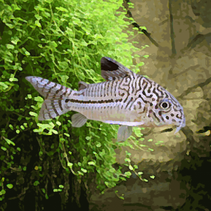 Corydoras Julii / Trilineatus / léopard