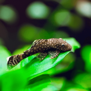 Ancistrus Femelle