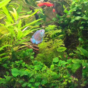 Publication de laurent-galichet