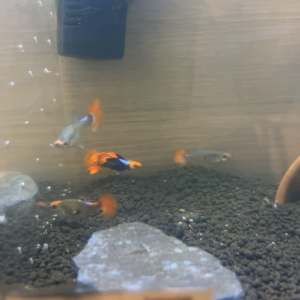 Guppy’s pride koi