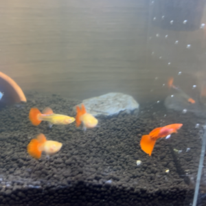 Guppy’s albino red tuxedo