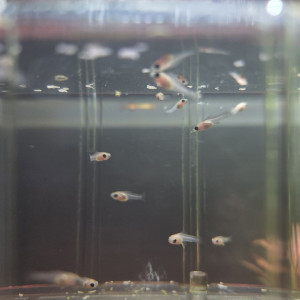 Alevins molly Dalmatien