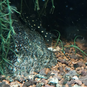 Publication de STK54