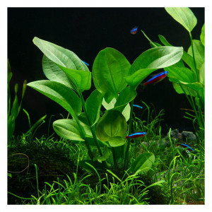 Echinodorus Cordifolius Harbich Rouge