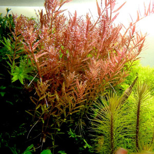 Ammania rotundifolia
