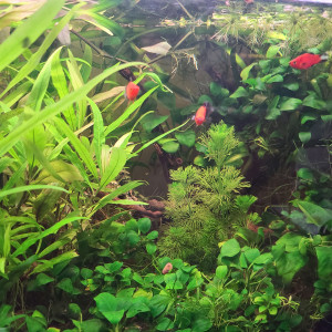 Publication de laurent-galichet