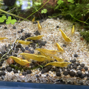 Bébés Crevettes