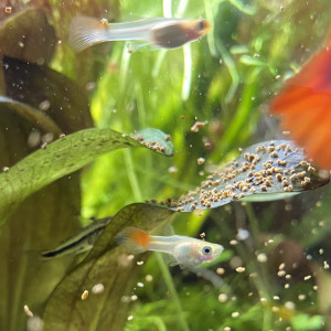 Guppy Kohaku Alevins