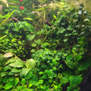 Publication de laurent-galichet