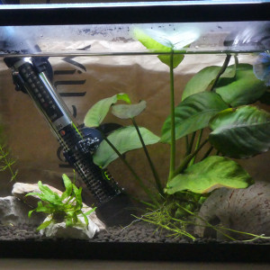 Publication de Layana