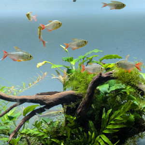 Tetra de Colombie alvins
