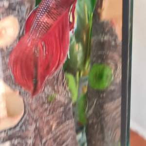 Publication de Flowerpower