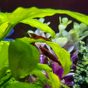 Publication de LeaCaroNathi