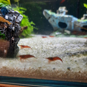 Publication de LeaCaroNathi