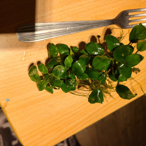 Anubias nana