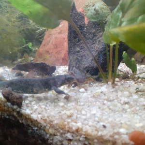 Jeunes tritons pleurodèles de Waltl à vendre