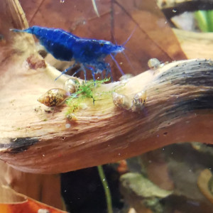 Crevettes neocaridina blue velvet