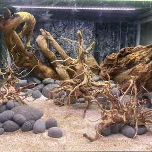 Publication de JPS31