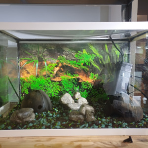 Aquarium 20L equipé sol bleu et noir