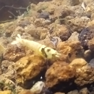 Publication de Olivier1977