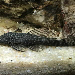 Publication de CriCri07