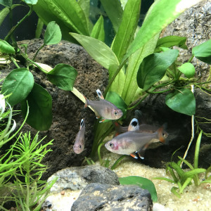 Publication de CriCri07