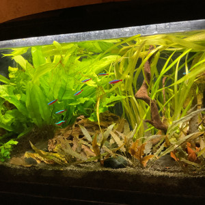 Publication de Nahemafleur