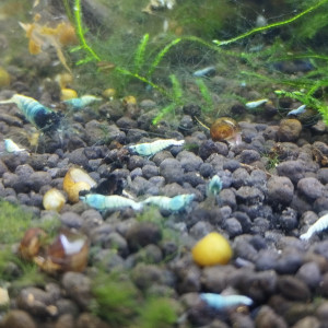 Publication de Olivier1977