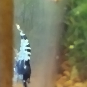 Publication de Olivier1977