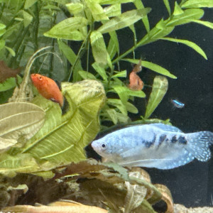 Gouramis à donner