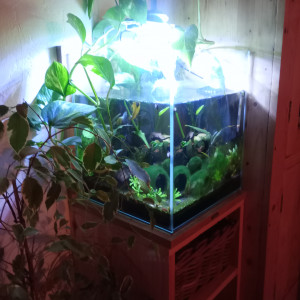 Publication de Man-fish