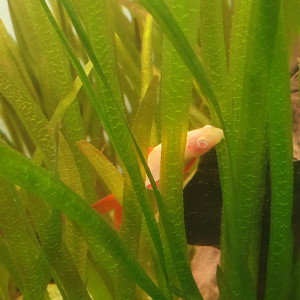 Labeo albinos