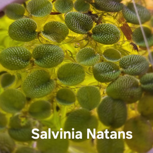 Salvinia Natans