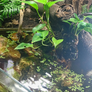 Publication de Balla