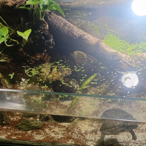 Publication de Balla