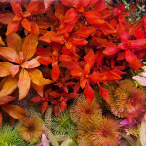 Publication de SuperMonkey