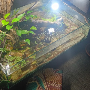 Publication de Balla