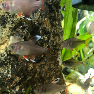 Publication de CriCri07