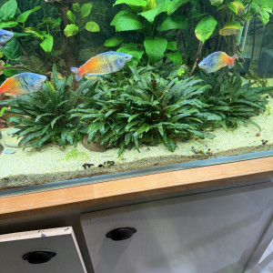 5 Melano arc en Ciel