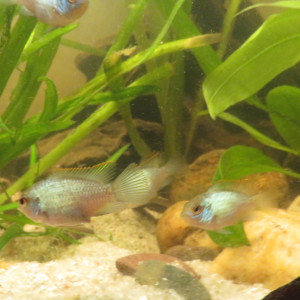 CICHLIDES ACARA BLEU