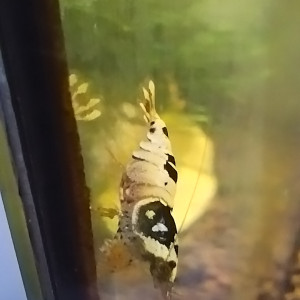 Publication de Olivier1977