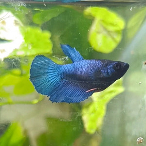 Aspic - betta splendens